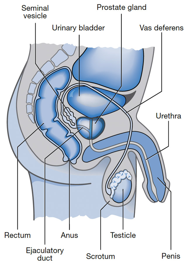 WHAT IS THE PROSTATE?