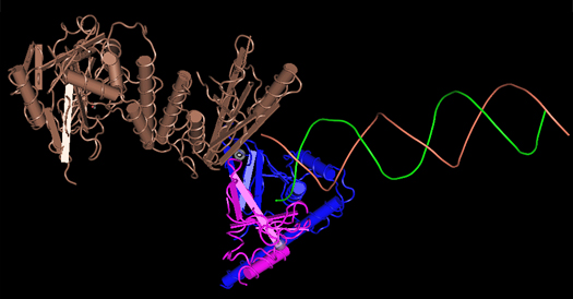 PARP Protein Structure